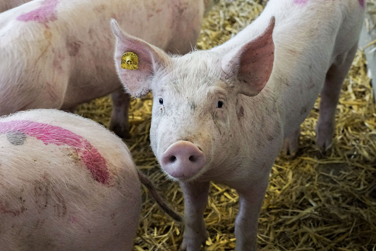 Maiali provenienti da allevamenti naturali e rispettosi degli animali